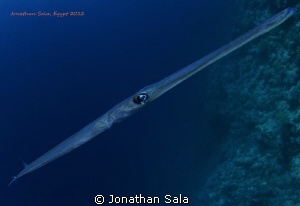 Trumpet Fish, Fish-Eye 10.5 mm by Jonathan Sala 